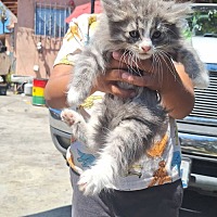 adopt a pet