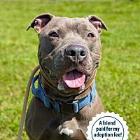 adopt a pet