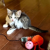 adopt-pet
