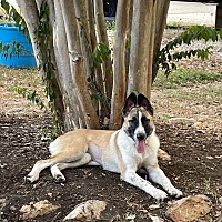 adopt-pet