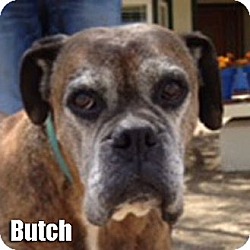 Thumbnail photo of Butch #1