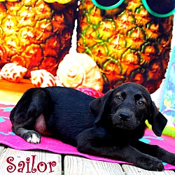 Thumbnail photo of Sailor~adopted! #2