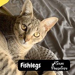 Thumbnail photo of Fishlegs #1