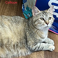 Photo of Calliope / Ross (F)