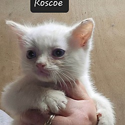 Photo of Roscoe( beautiful blue eyes)