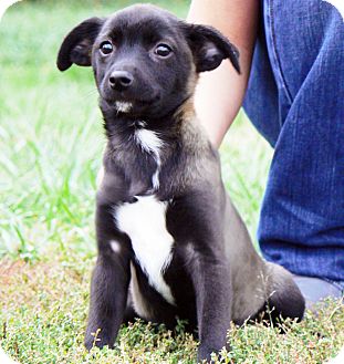 pomeranian and jack russell