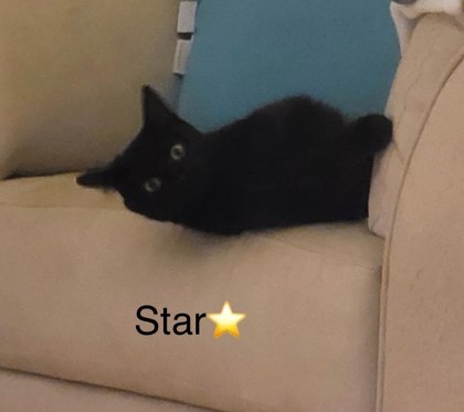 Thumbnail photo of Star (Bonded with Finley) #1