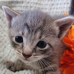 Photo of kitten 4