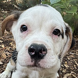 Thumbnail photo of Too Cute Toby 3/4 English bulldog #1