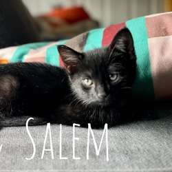 Thumbnail photo of Salem #2