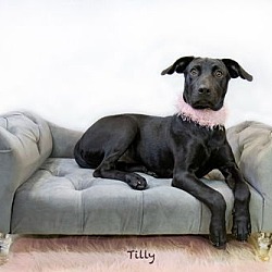 Thumbnail photo of Tilly #2