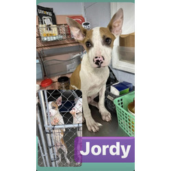 Thumbnail photo of Jordy #1