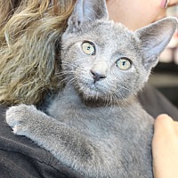 adopt a pet