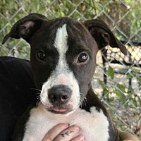 adopt a pet