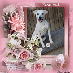 Thumbnail photo of Rosebud #1