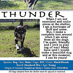 Thumbnail photo of Thunder #2