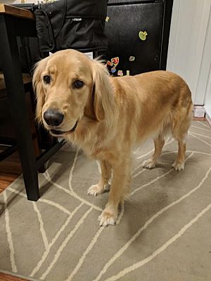 indoor boarding kennels
