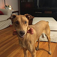 rescue keely