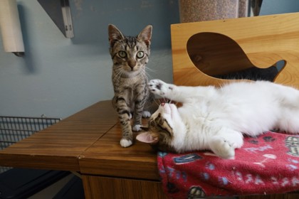 Photo of Carson and Elliot(bonded Pair)