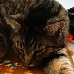 Photo of Junior & Nala