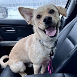 Photo of Bear