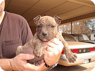 mountain cur redbone mix