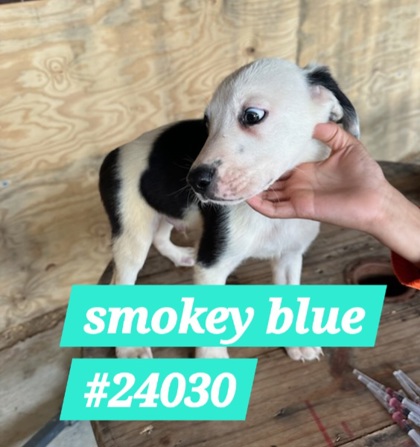 Photo of Smokey Blue
