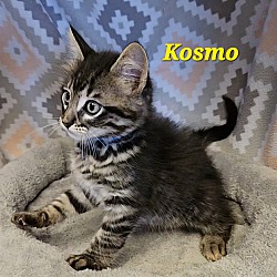 Thumbnail photo of Kosmo #1