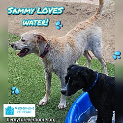 Thumbnail photo of Sammy #3