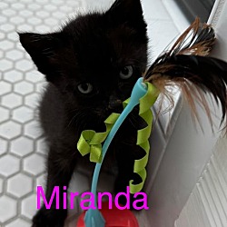 Photo of MIRANDA Kitten(F)