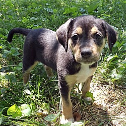 Thumbnail photo of Sprite (puppy) #3