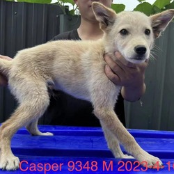 Thumbnail photo of Casper 9348 #2