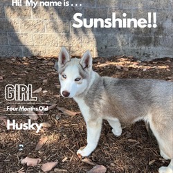 Thumbnail photo of Sunshine #1