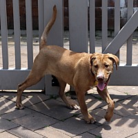 adopt a pet