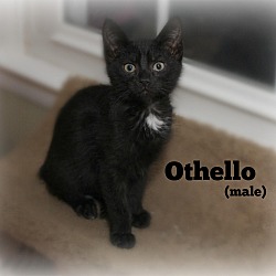 Thumbnail photo of Othello #1