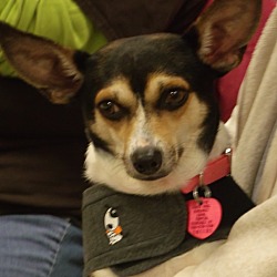 Thumbnail photo of Rosie-ADOPTED #1