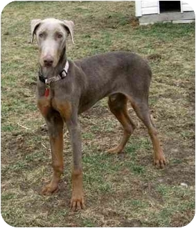 doberman silver
