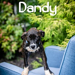 Thumbnail photo of Dandy #4