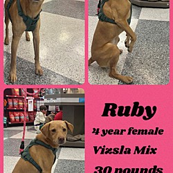 Thumbnail photo of RUBY - 4 YEAR VIZSLA #1