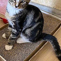 adopt a pet