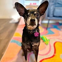 adopt a pet