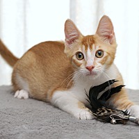adopt a pet