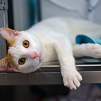 adopt a pet