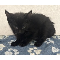 adopt-pet