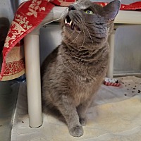 adopt a pet