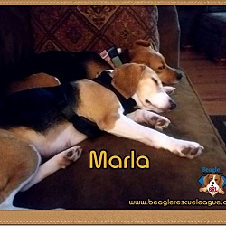 Thumbnail photo of Marla #2