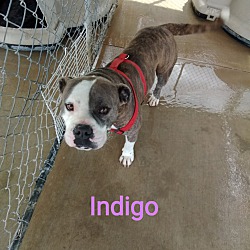 Thumbnail photo of Indigo #2