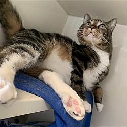 Burmese Kittens For Sale In Duluth Minnesota Adoptapet Com