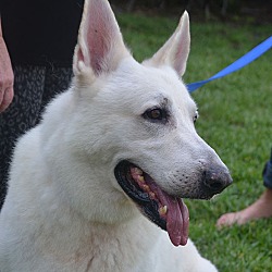 Southwest Florida German Shepherd Rescue In Punta Gorda Florida