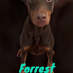Photo of Forrest